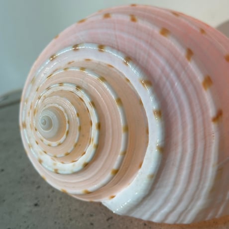 Snail Shell Lamp