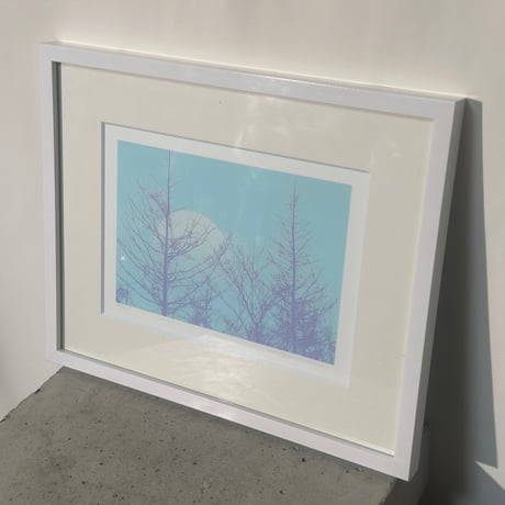 Winter Forest Moon Picture
