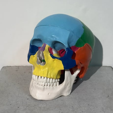 Colorful Skull Model