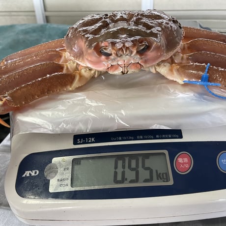 【活】松葉蟹　中　約900g～1000g  1枚