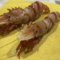 【活】　津居山産　オニエビ　送料込み　大サイズ　15匹以上