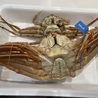 【茹】　モモガニ大　訳ありセコガニ