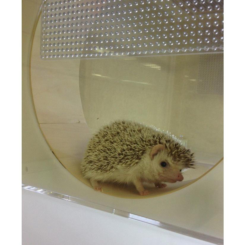 【木製ケージ ９００サイズ ハリネズミ・フェレット】 木製ケージ 900サイズ ハリネズミ・フェレット】 【公式通販】