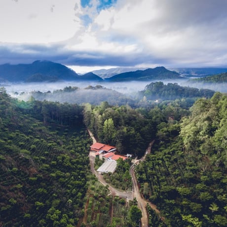 Guatemala Cobán Aurora グアテマラ・ コバン オーロラ