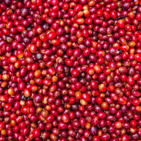 Guatemala Cobán Aurora グアテマラ・ コバン オーロラ