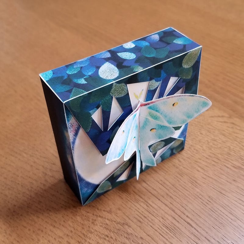 【03】オオミズアオ、オナガミズアオセット 03】オオミズアオ、オナガミズアオセット 03】オオミズアオ