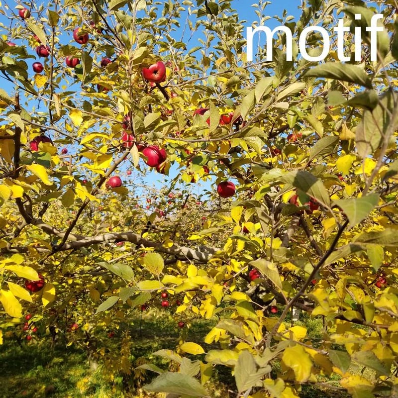 林檎（りんご）」小物ケース展開図 | Kyoco's 展開図