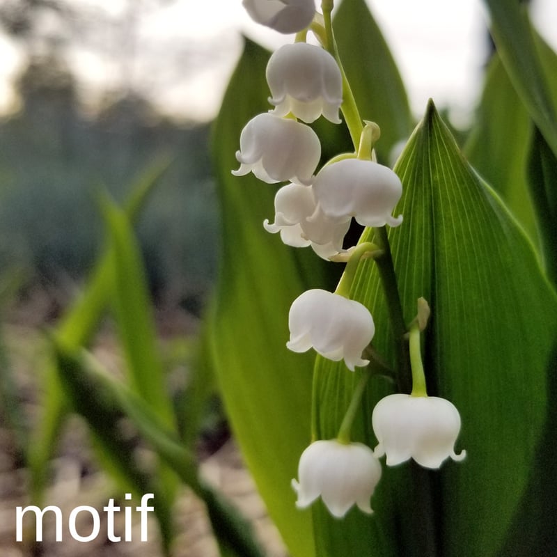 スズラン」ギフトボックス展開図 | Kyoco's 展開図