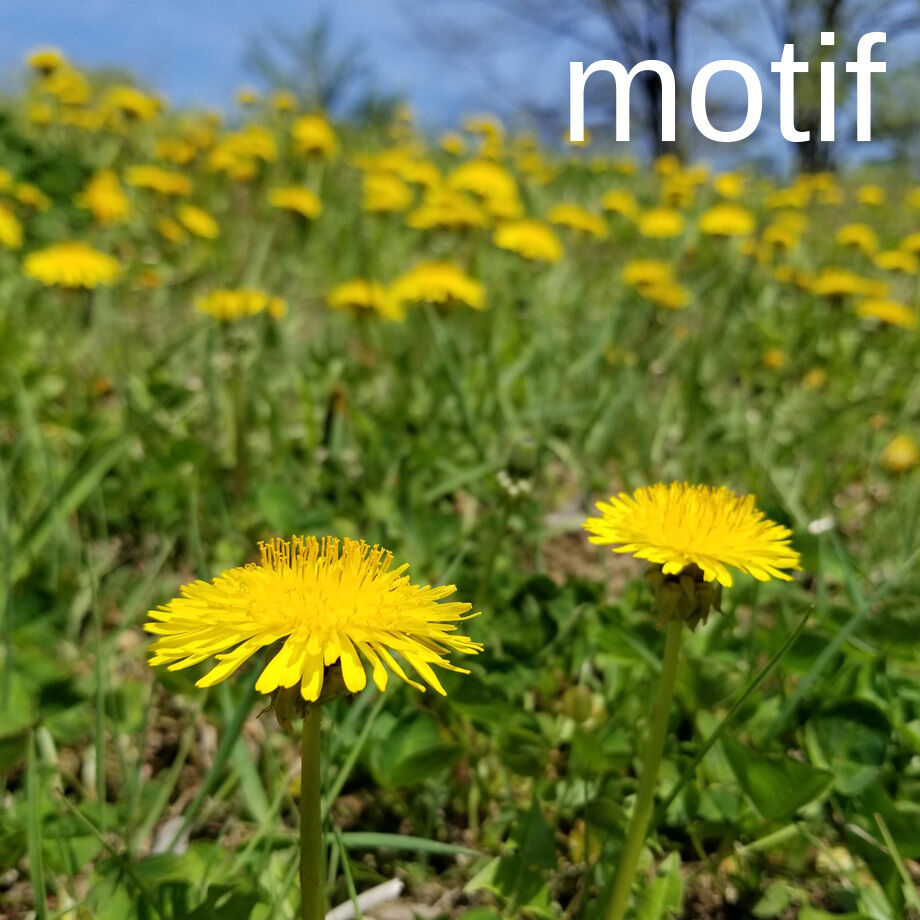 タンポポページ タンポポ | 植物図鑑 - ボタニーク