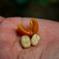 【エルサルバドル】シャングリラ　500g