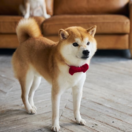 MANDARINE BROTHERS BOW TIE