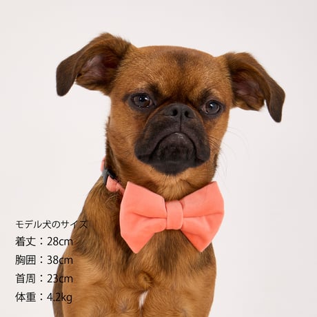 MANDARINE BROTHERS BOW TIE