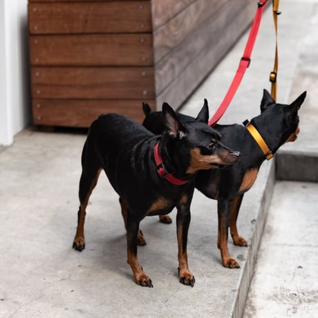 MANDARINE BROTHERS CLASSIC LEASH