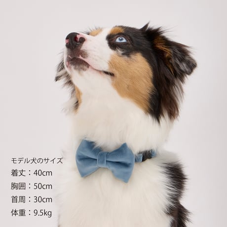 MANDARINE BROTHERS BOW TIE