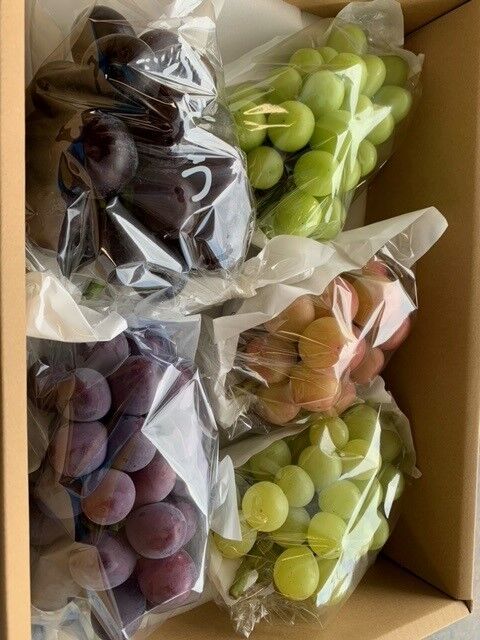 季節のぶどう5房セット（黒白赤の3色5房セット）8/22より順次発送