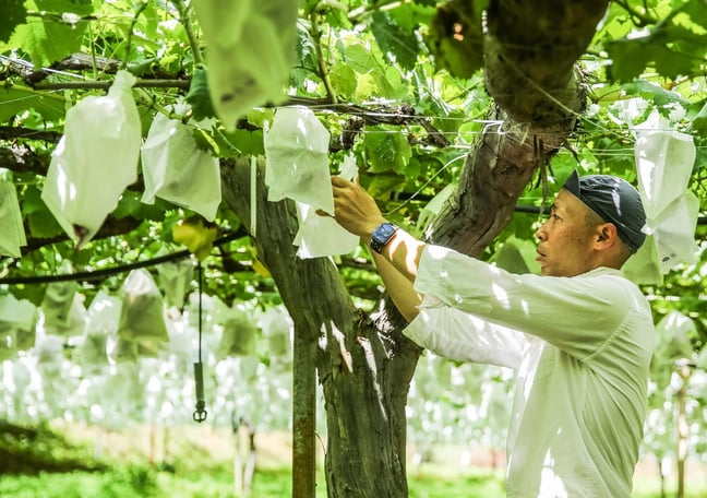 葡萄のふくおか STORE