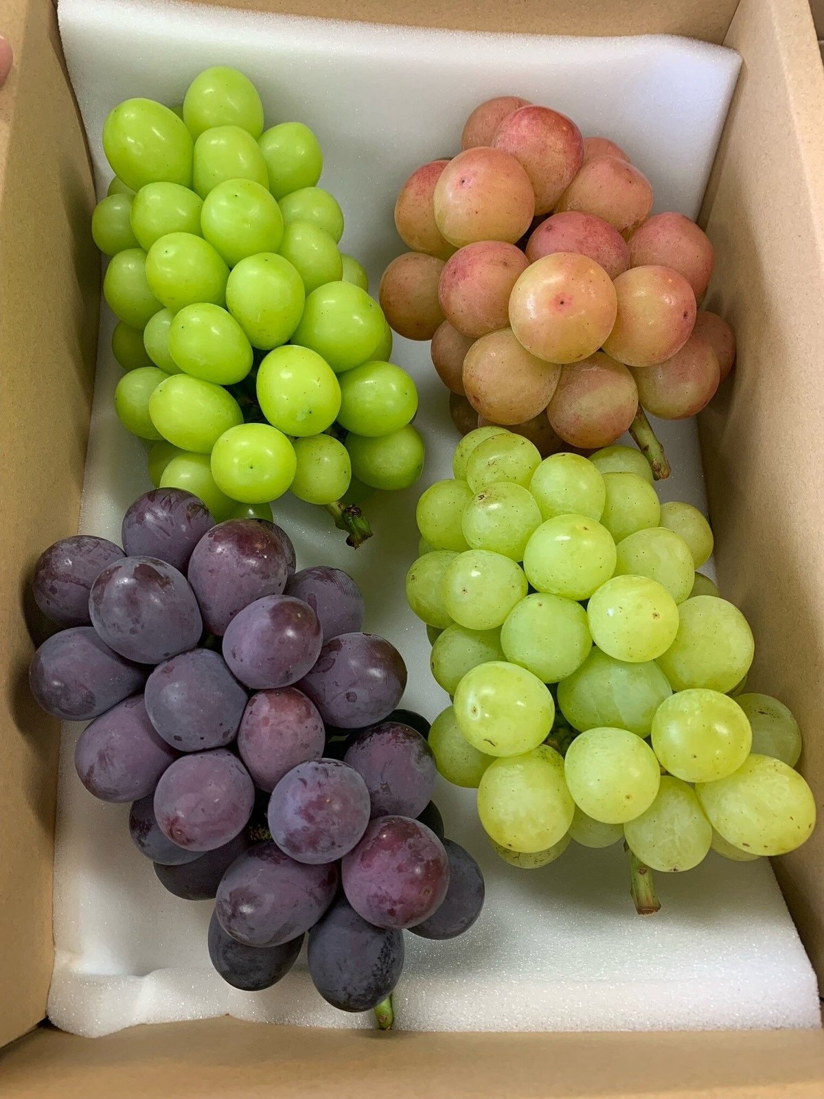 【クール便】おまかせ 4房 ぶどう 葡萄 ぶどう 糖度高め 贈答 進物 高妻 季節のぶどう4房セット（黒白赤の3色4房）8/22より順次発送