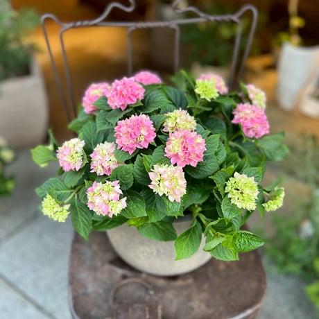 小売業者 自然石・小品盆栽岩ヒバ鉢・水鉢・寄せ植え鉢 古民具建築雑貨