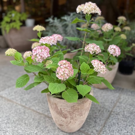 花処江戸桜