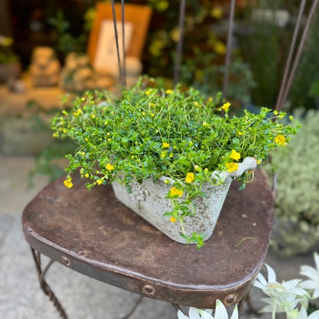 花処江戸桜 花処江戸桜