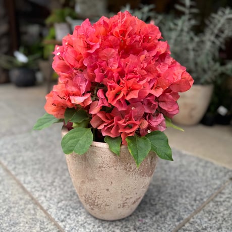 花処江戸桜
