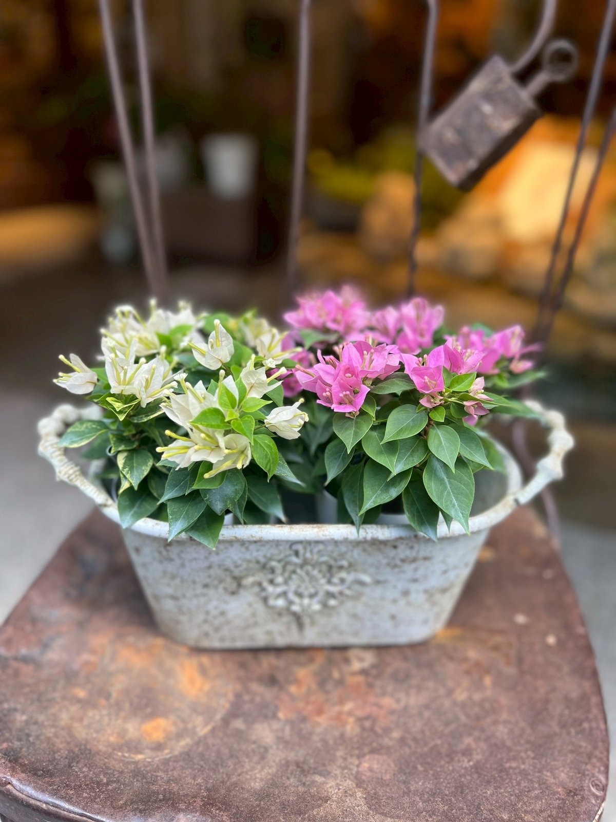 鉢物：ブーゲンビリア”こなつ”2鉢セット アンティーク調カバー