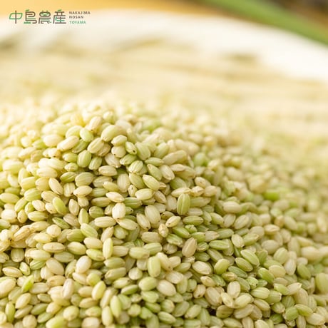 【令和6年産】　緑米（古代米・糯米）500g