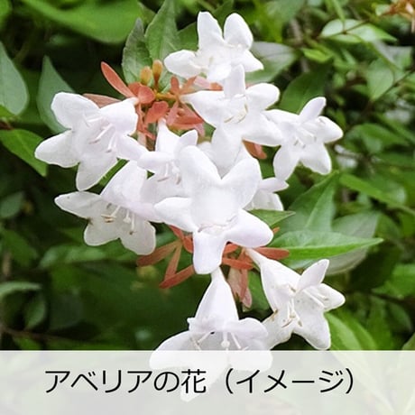 平瀬酒造 純米吟醸キュート金箔入 180ml