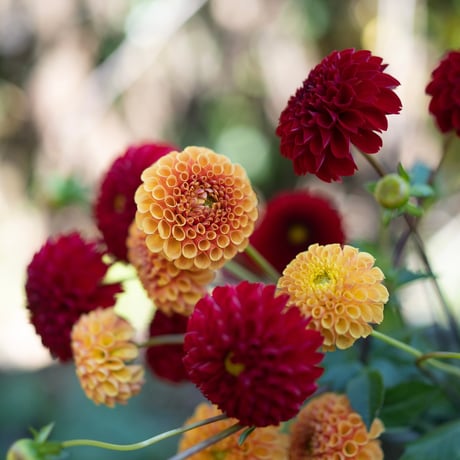 CATEGORY 苗・球根 | YARI FLOWER FARM