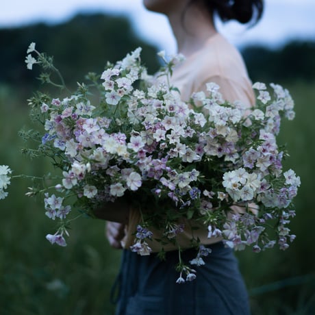 苗】フロックス “クレームブリュレ” | YARI FLOWER FARM