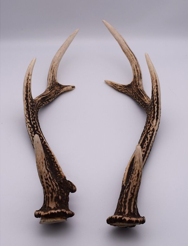 高鷲ジビエ 鹿角 2本対セット 大 | 郡上ジビエ