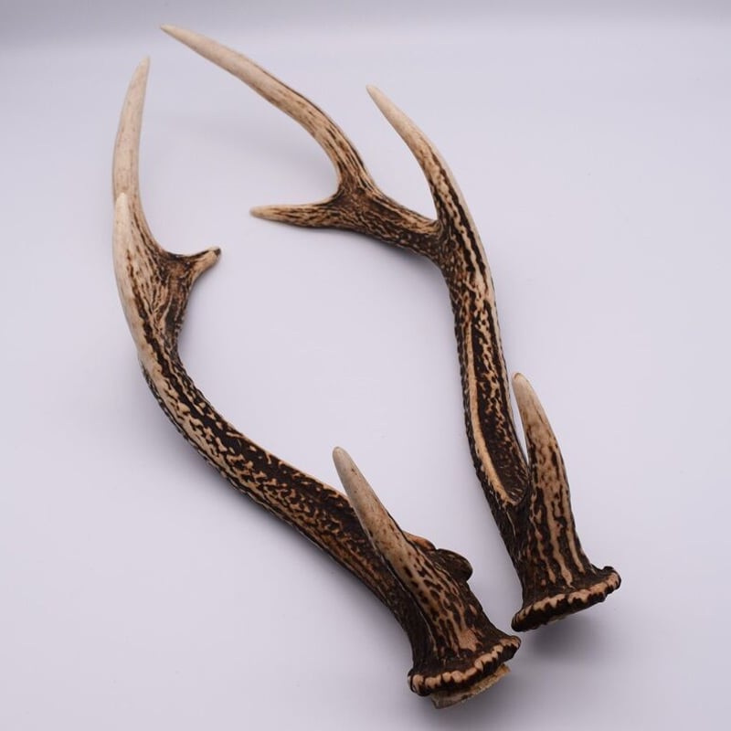 鹿の角 21本 鹿の角 大1本入り | 霧島ジビエ＜公式＞