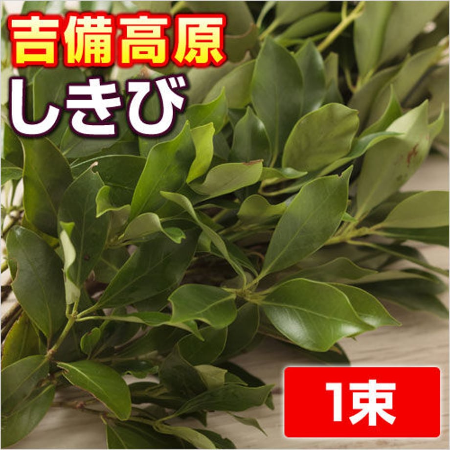 6191bee9c15c5a3fcdcd2812