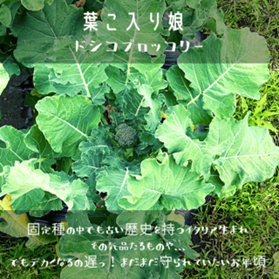 64e8a1c0835a671fff4f4aa2