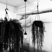 Boston fern /  Rhipsalis Kirbergii  ボストンファーン / リプサリス・キルベルギー