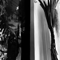 Pandanus Boninensis / タコノキ