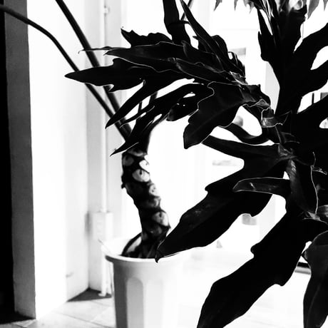 Philodendron selloum / フィロデンドロ・セローム