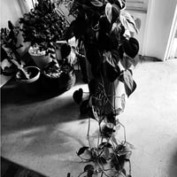 Philodendron Oxycardium / フィロデンドロ・オキシカルジウム