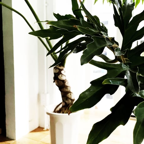 Philodendron selloum / フィロデンドロ・セローム