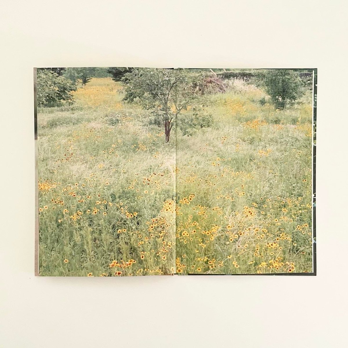 Flowers Sounds Light / Suilen Higashino 東野翠れん