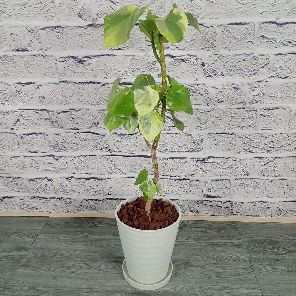 ラブリーハート 8号プラ鉢 | トロピカルフルーツ＆プランツ