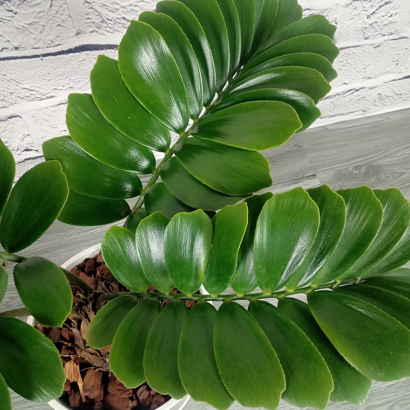 大玉 希少インテリア ザミアプミラ 大玉 希少インテリア ザミアプミラ 大玉 希少インテリア ザミアプミラ