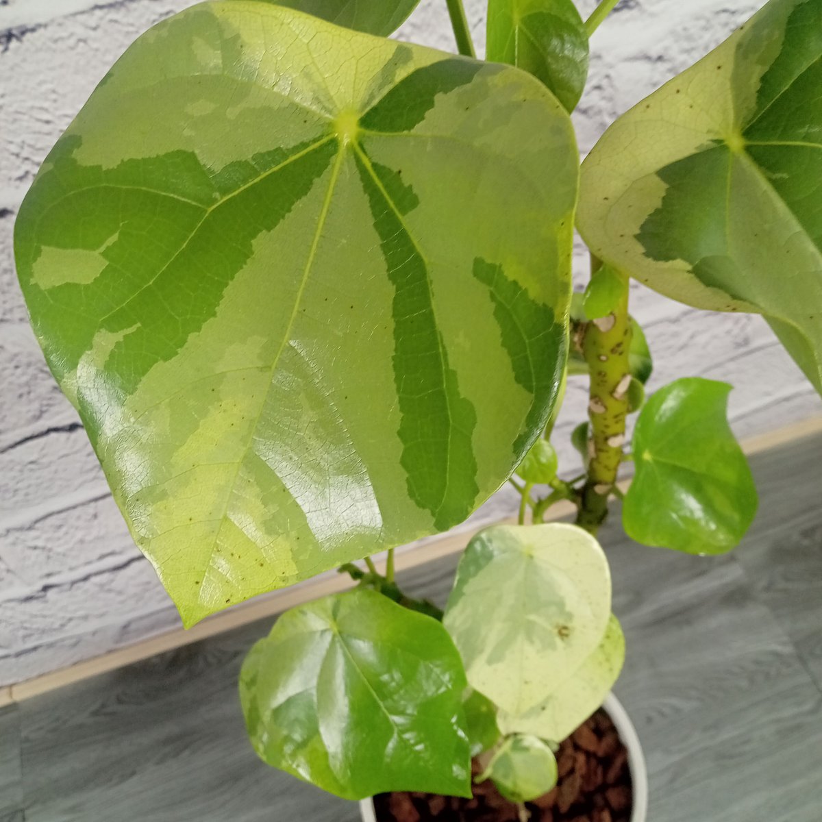 ラブリーハート 8号プラ鉢 | トロピカルフルーツ＆プランツ