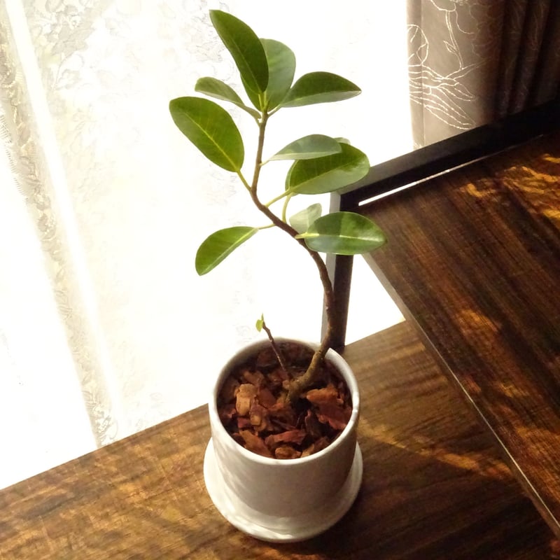 観葉植物 フランスゴムの木 4号陶器鉢 | トロピカルフルーツ＆プランツ
