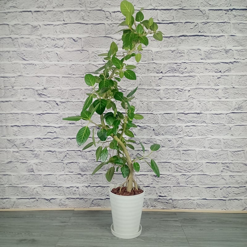 大型 フィカス ベンガレンシス 170-180cm 10号鉢 観葉植物 大型 フィカス ベンガレンシス 170-180cm 10号鉢 観葉植物 大型