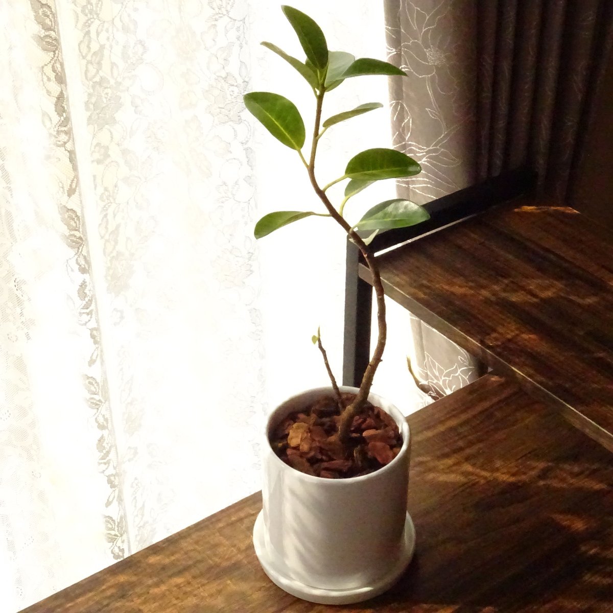 観葉植物 フランスゴムの木 4号陶器鉢 | トロピカルフルーツ＆プランツ