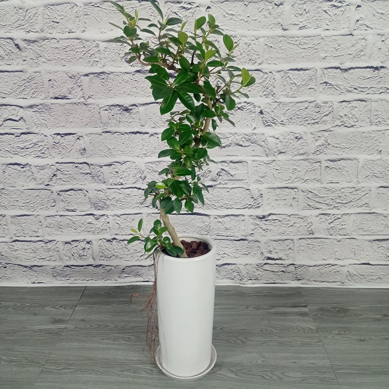 大型 フランスゴムの木 陶器鉢 植え込み発送 大型 フランスゴムの木