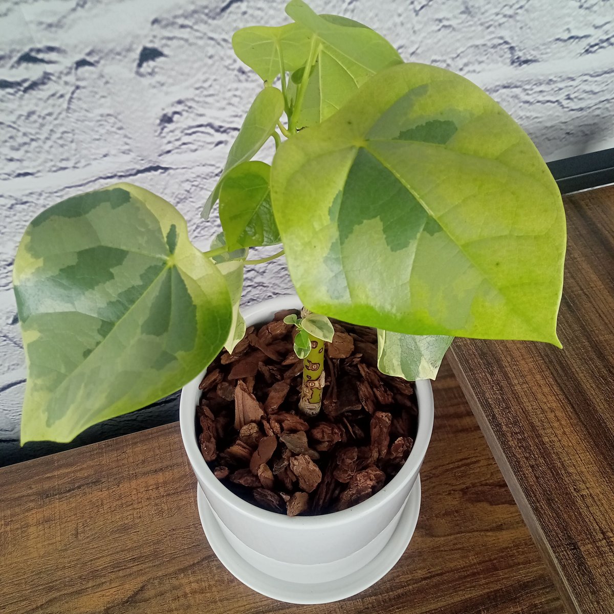 ラブリーハート 5号陶器鉢 | トロピカルフルーツ＆プランツ