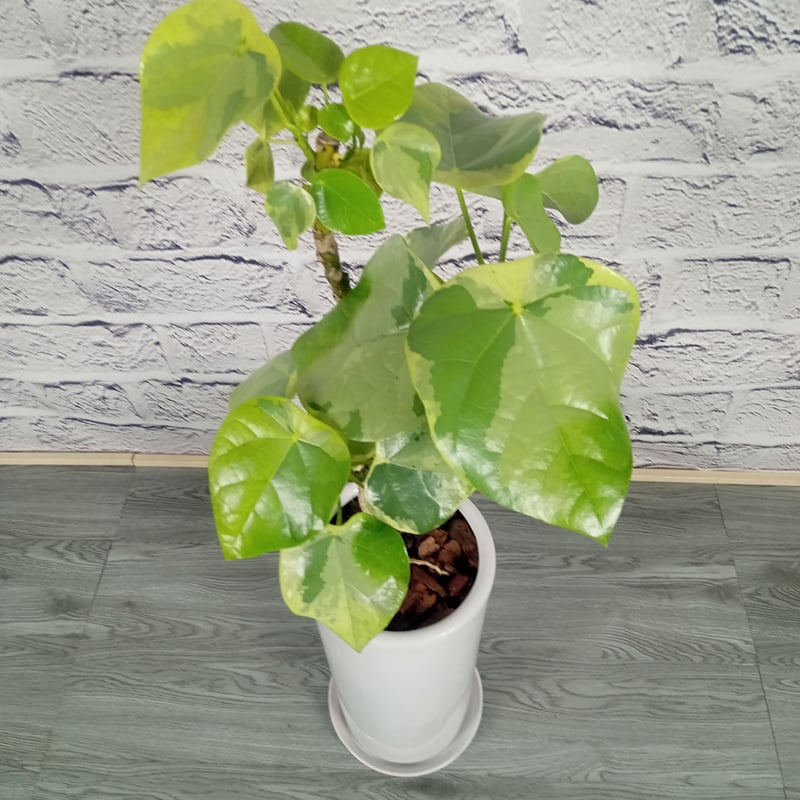 CATEGORY ラブリーハート | トロピカルフルーツ＆プランツ