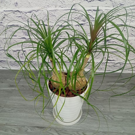 コア様リクエスト トックリラン50個 コア様リクエスト トックリラン50個 コア様トックリラン ノリナ